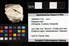 Foto (Objket + Etiketten) von Decapoda indet. 